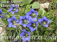Fiori