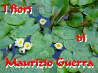 Maurizio Guerra fotografa i fiori